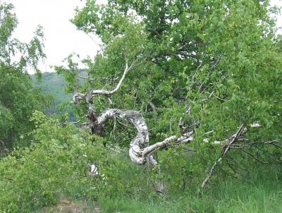 Прикрепленное изображение: 002.jpg